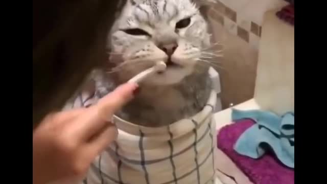 100% Funniest Cats