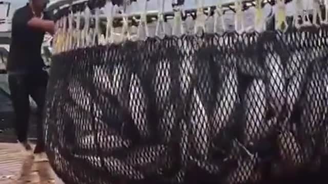 life of fisherman #fish #fypシ #satisfying #foryou #oddlysatisfying #sea #catchingfish #fisherman #fishing