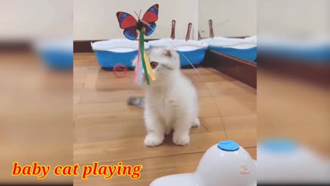 Cat baby playing