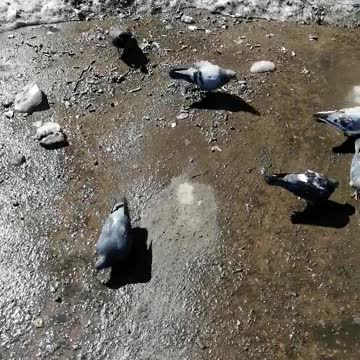 A small flock of pigeons.