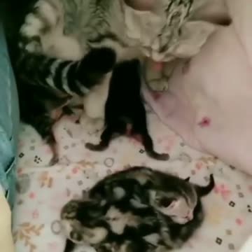 Mother's tenderness is unparalleled .. Cats