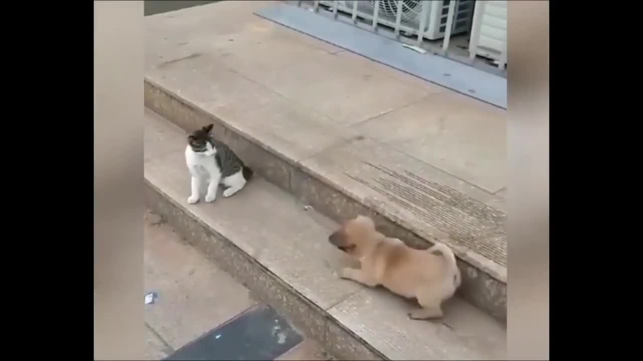 Kitty animates puppy