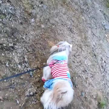 Walking my Dogy In the Woods