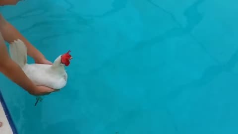 Can chickens swim? Funny videos | HQ