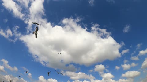 Flying birds with clouds