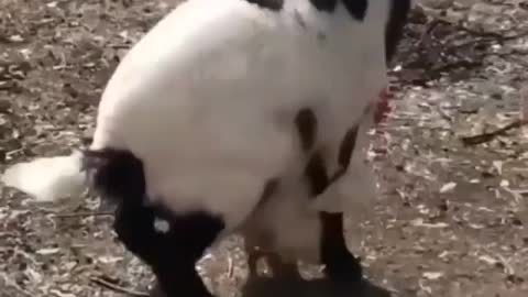 Animal funny goats empire