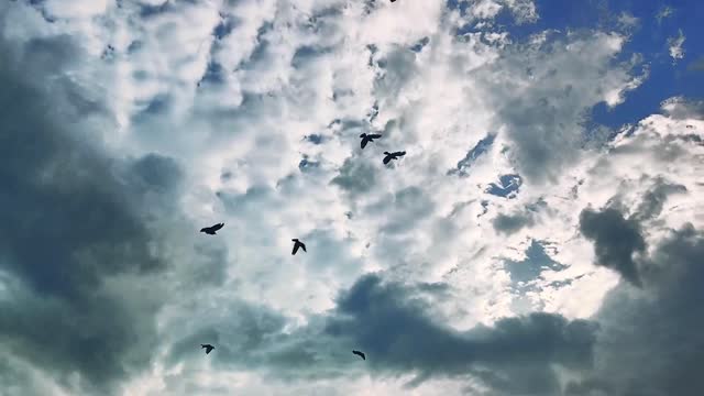 কবুতর এর খেলা বিকেলবেলা ছাদে(Pigeon On Rooftop)