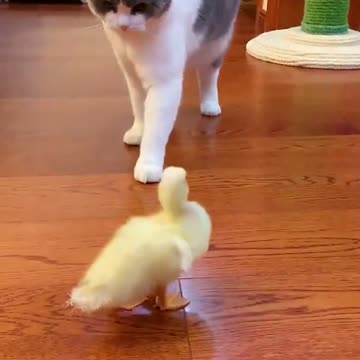 2021 Funniest Cats Awesome Funny Pet Animals Videos