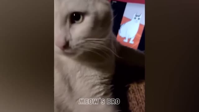 OMG_So_Cute_👉_Best_Funny_Cat_Videos_2021