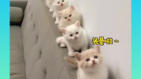 Cute cat funny videos