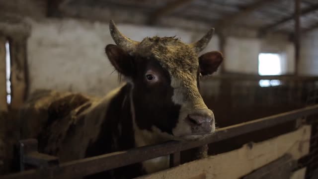 a single big ugly dirty bull looking at the camera while eating in a pasture bull on