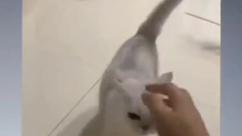 Funny cat