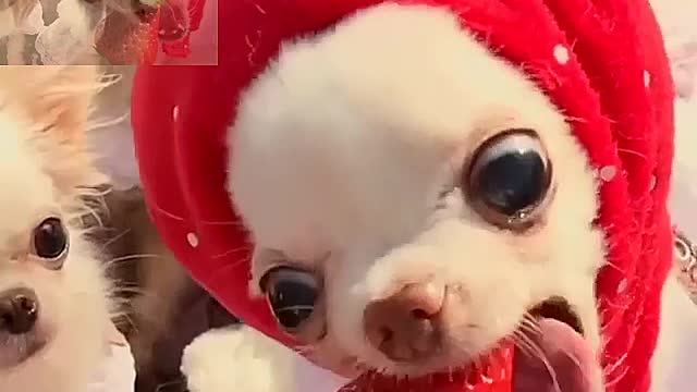 Dog wearing strawberry hat eating strawberries