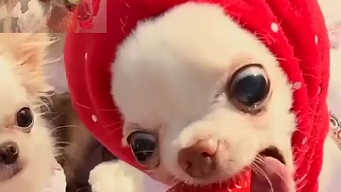 Dog wearing strawberry hat eating strawberries