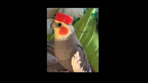 Amazing Parrot sings popular theme tune!