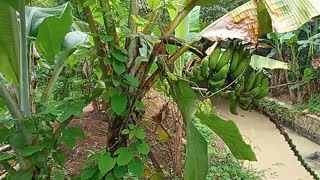 Delicious Grilled Bananas, What More If It's Dead On A Tree