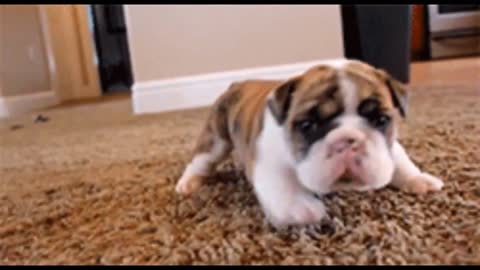 In Less Than 1 Minute, These Tiny Puppies Will Change Your Day! Cutest Puppies Compilation