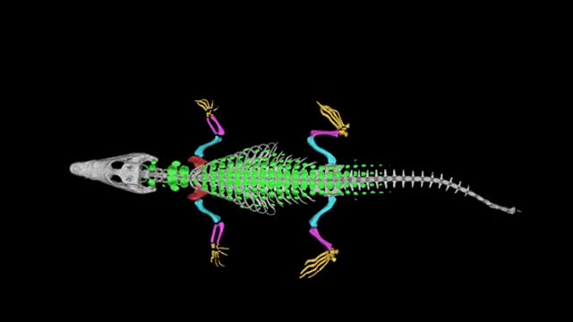 DDNC05 Stumpy 2 Nile crocodile with healed tail tip.mp4