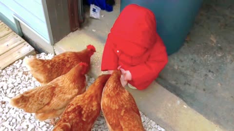 The baby went to feed the chickens and fell down