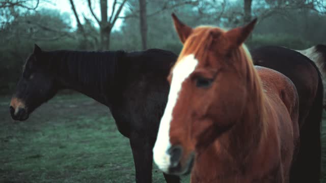 Beautiful brown and white spotted horse