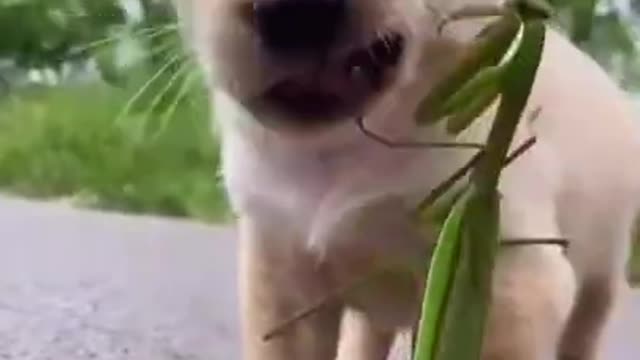 Cute Animals | Funny Animals Videos | Cute Animal Videos | So Cute Dog
