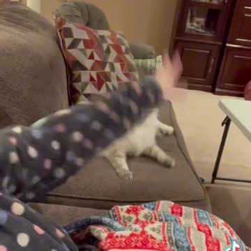 I threw her toy and she got ✨mad✨