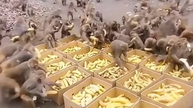 Monkey's banana party