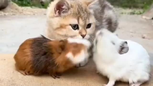 tug of war cat as referee