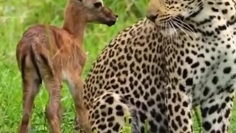 Nature Animals