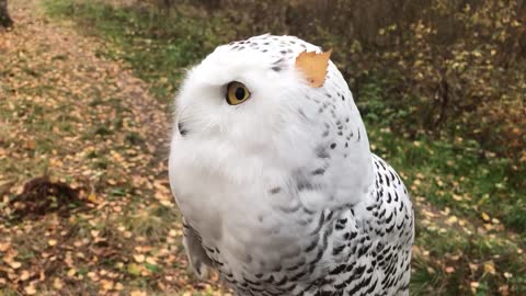 Autumn owl