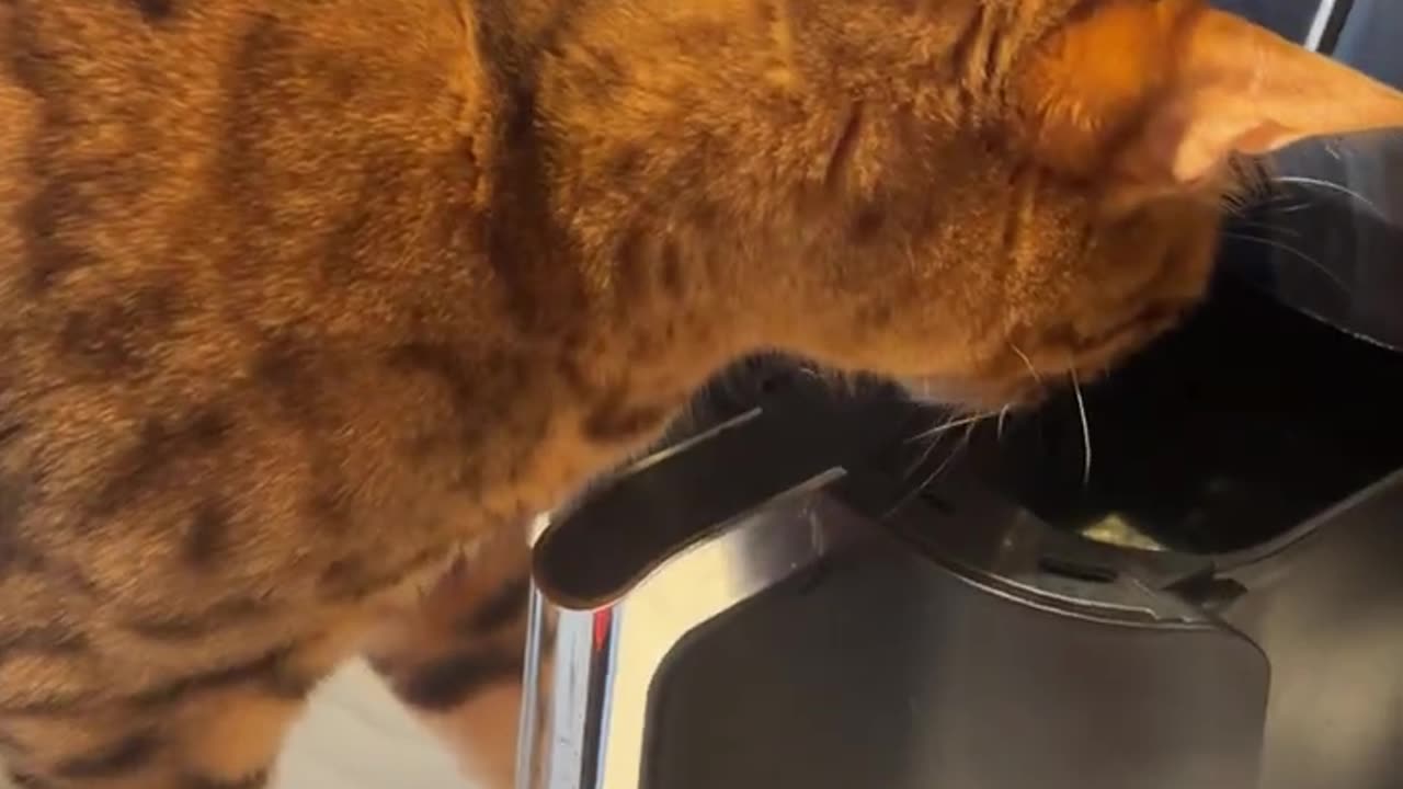 cat opens air fryer