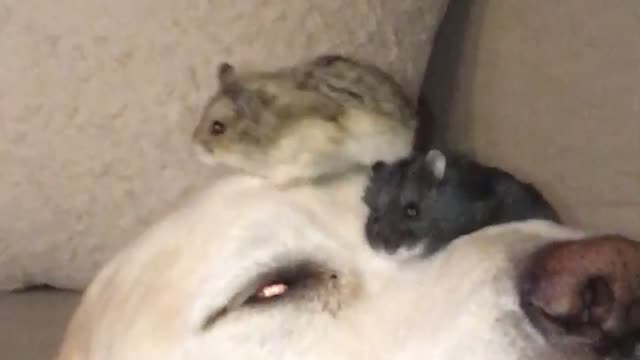 Patient Dog Performs Nose Tricks Juggling With Two Hamsters