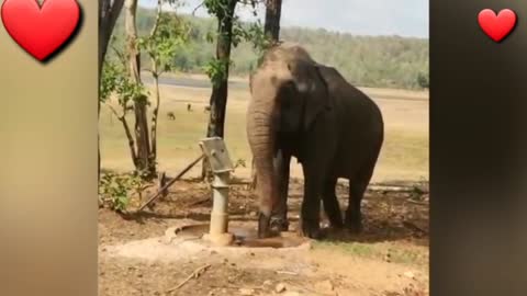 Elephant Drinking Bore Water With Out Any Help