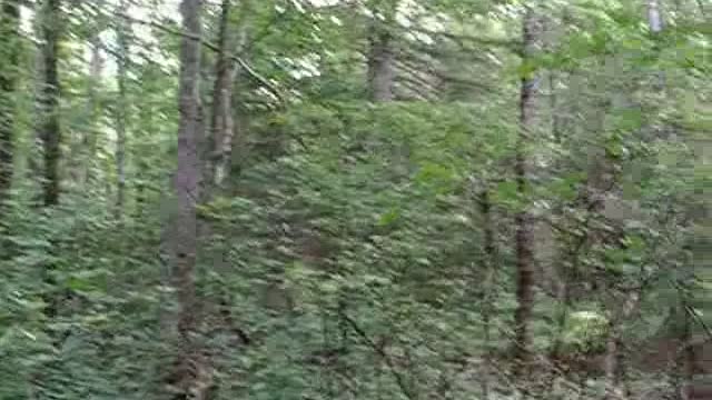 Camp Chick woods 1