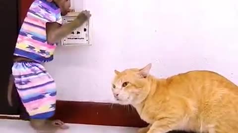 Monkey and cat fanny vedio. বানর আার বিড়ালের খুনসুটি