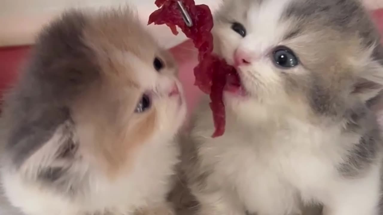 Angels of the Furry World, Innocent Eyes of Little Kittens Unveiled