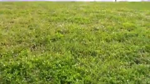 How To Make Dog fully Aggressive With Few Simple Tips