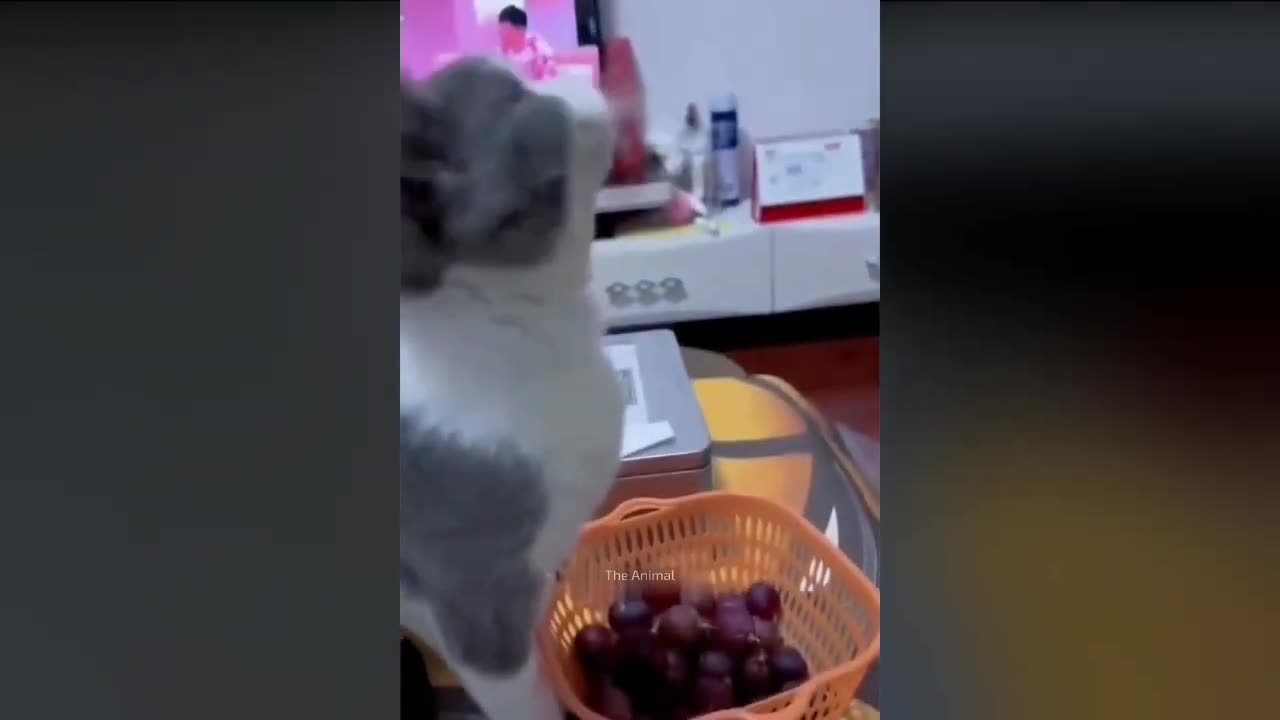 Funny video