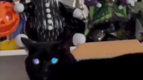 Cute Precious Piper is the Best Halloween Decoration - Adopting a Cat from a Shelter Vlog #shorts