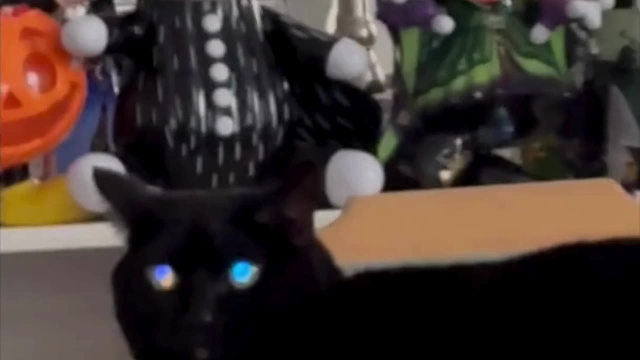 Cute Precious Piper is the Best Halloween Decoration - Adopting a Cat from a Shelter Vlog #shorts