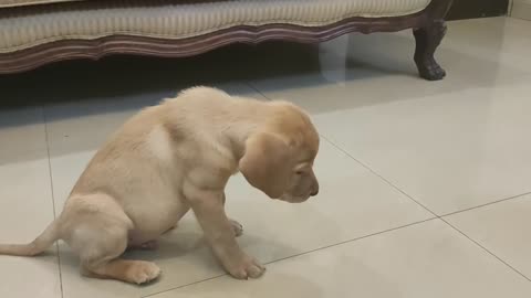 Labrador puppy Training