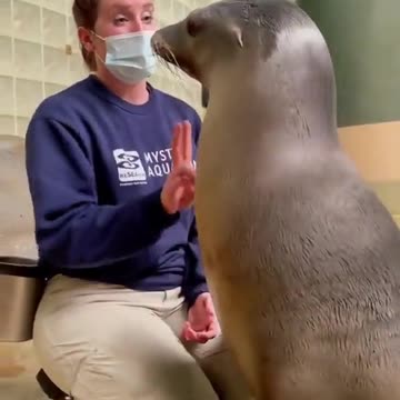 The seal, the sea lion, is waiting for a fish