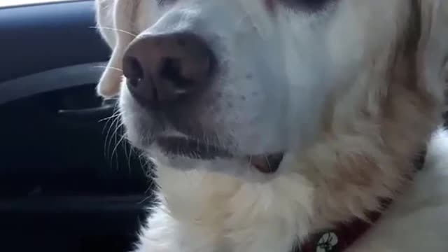 funny dog on meds after the vet