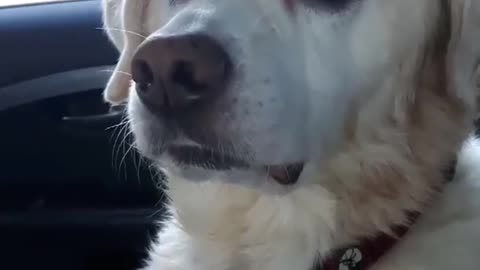 funny dog on meds after the vet