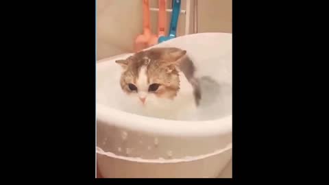 Cat taking a shower after a long day