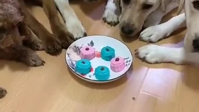 STOMACH ACHE FROM LAUGHING SO HARD 🤣🐶Funny Dog Videos.