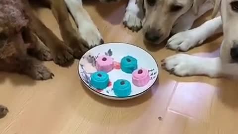 STOMACH ACHE FROM LAUGHING SO HARD 🤣🐶Funny Dog Videos.