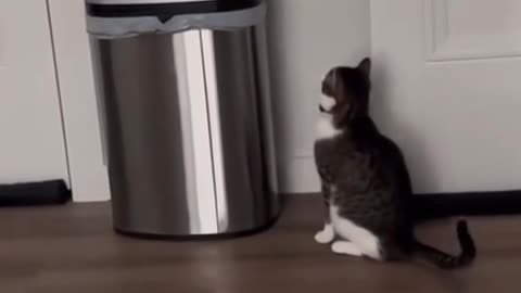 "Laugh Riot Alert: Hilarious Cat Shenanigans That'll Have You in Stitches! 🐱😂"