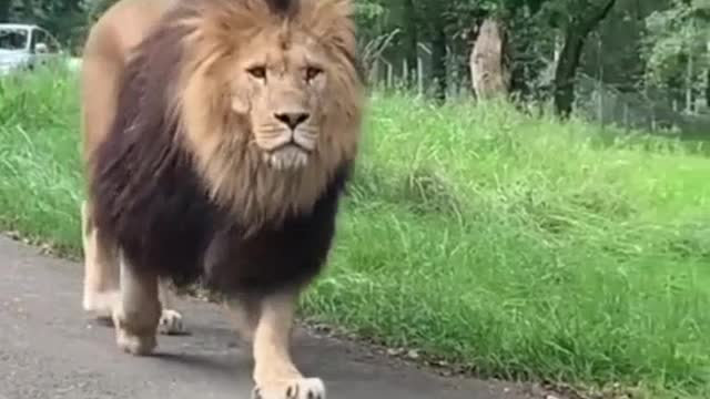 He's like walking like a king