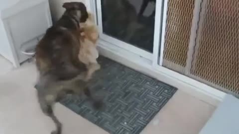 cat playing biting